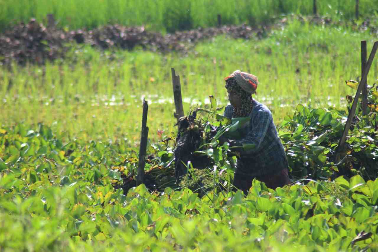 BERSIHKAN ECENG GONDOK