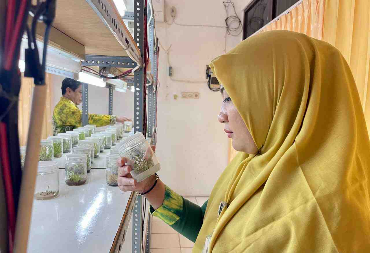 PRODUK PERAKARAN BIBIT PISANG