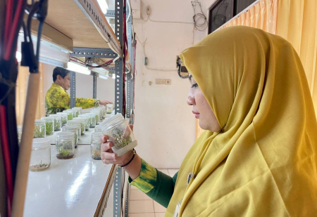 PRODUK PERAKARAN BIBIT PISANG