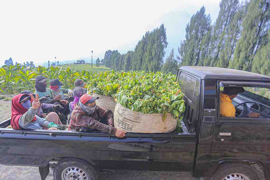 ANGKUT DAUN TEMBAKAU