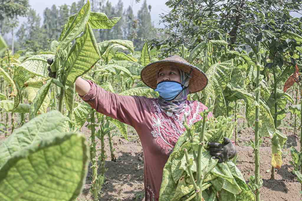 PETIK DAUN TEMBAKAU