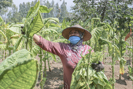 PETIK DAUN TEMBAKAU