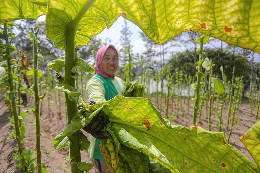 PETIK DAUN TEMBAKAU