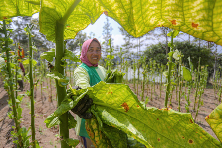 PETIK DAUN TEMBAKAU