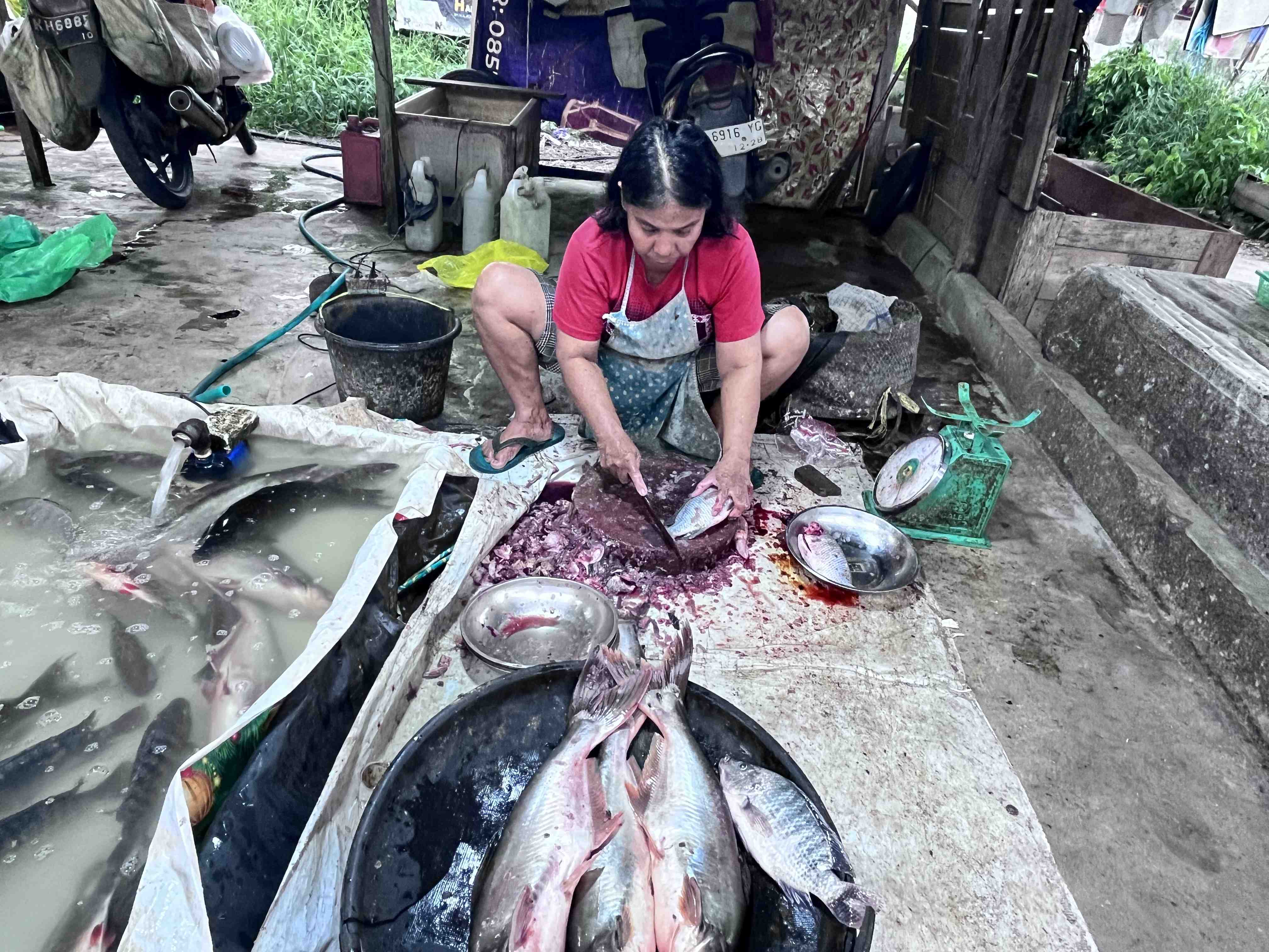 POTONG IKAN SEGAR