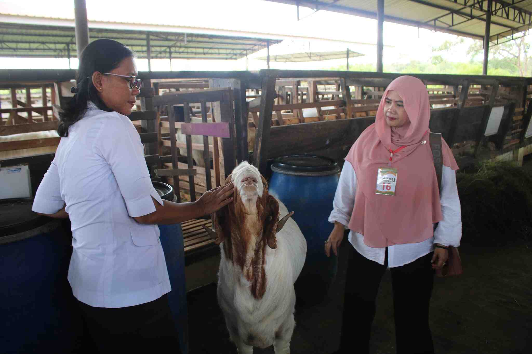 SERAHKAN BIBIT KAMBING BOERKA