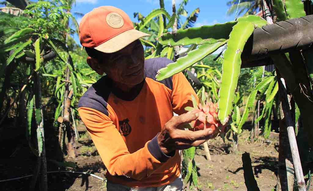 MERAWAT BUAH NAGA