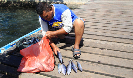 BELI IKAN CAKALANG  DARI NELAYAN