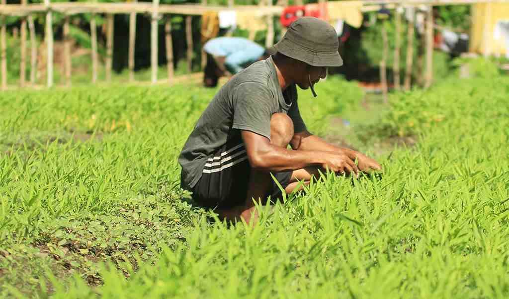 MENYIANGI TANAMAN KANGKUNG