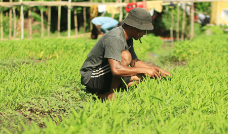 MENYIANGI TANAMAN KANGKUNG