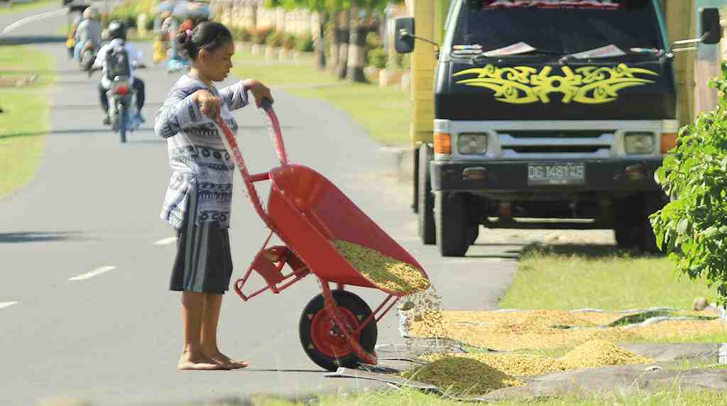 TUANGKAN CENGKEH