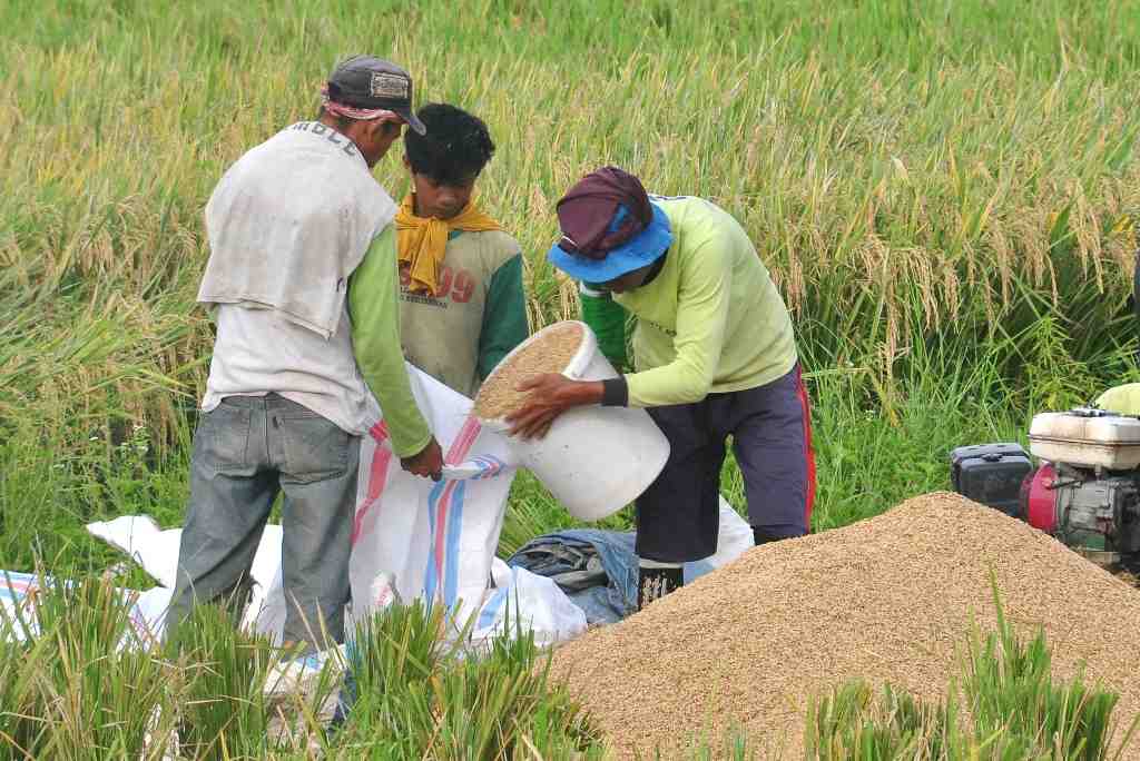 ISI PADI KE KARUNG