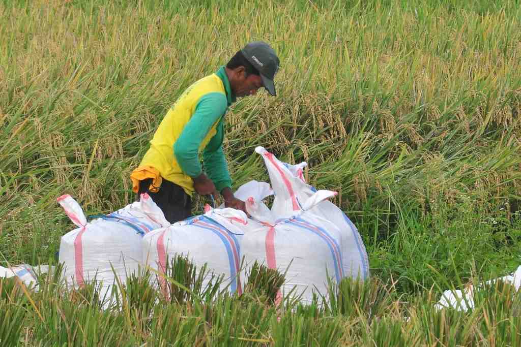 JAHIT KARUNG PADI