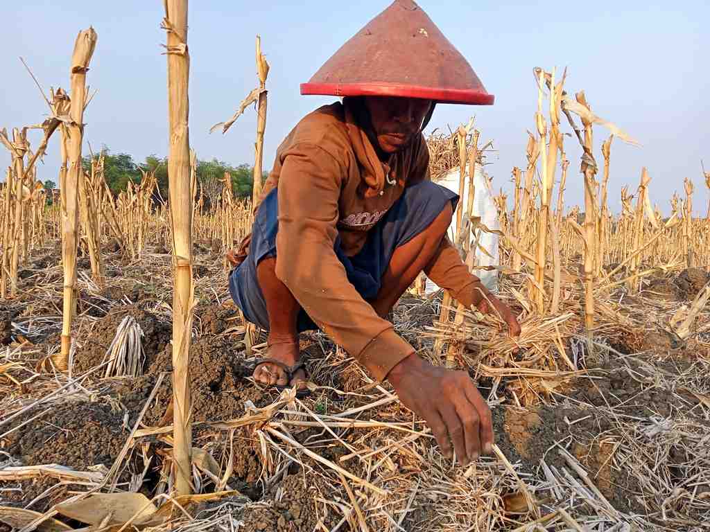 KUMPULKAN JERAMI PADI KERING