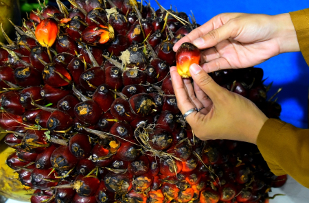 KOMODITAS KELAPA SAWIT GORONTALO
