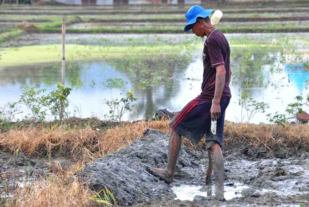LAHAN SAWAH DI GORONTALO