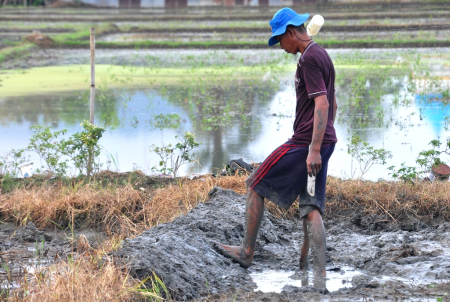 LAHAN SAWAH DI GORONTALO