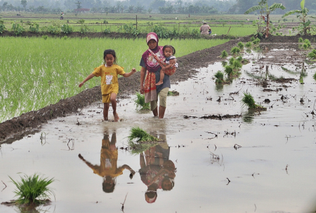 MUSIM TANAM PADI DI BLORA