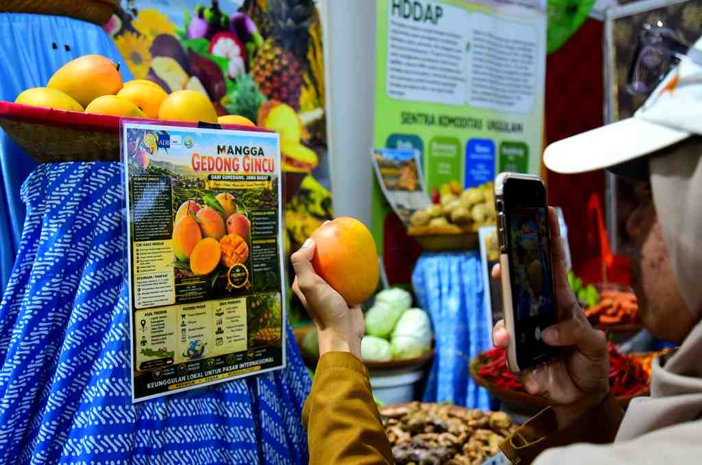 MANGGA GEDONG GINCU