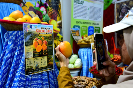 MANGGA GEDONG GINCU