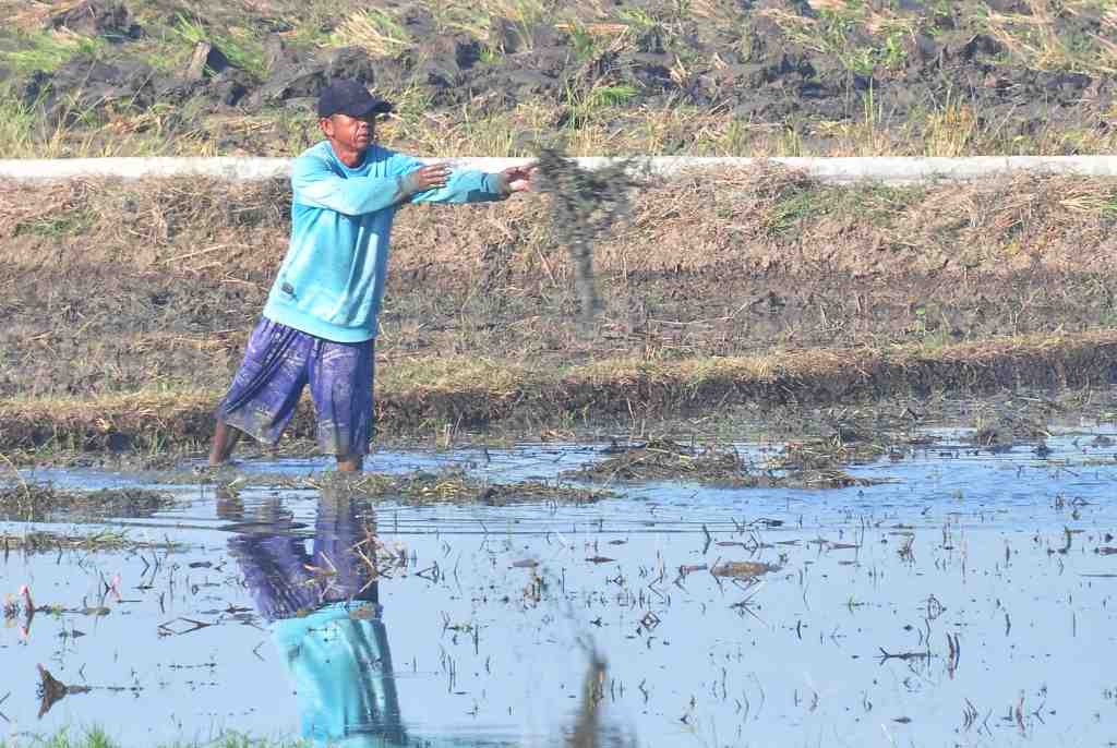 MELEMPAR RUMPUT PEMATANG