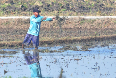 MELEMPAR RUMPUT PEMATANG