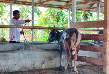 MEMANDIKAN SAPI