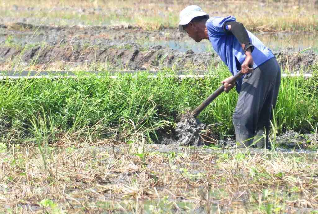 MENCANGKUL PEMATANG SAWAH