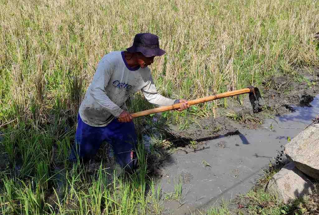 MENCANGKUL SAWAH