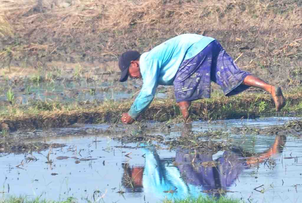 MENGUMPUL RUMPUT PEMATANG