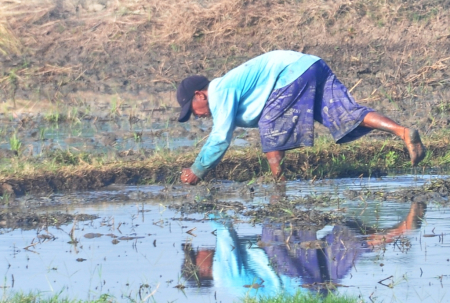 MENGUMPUL RUMPUT PEMATANG