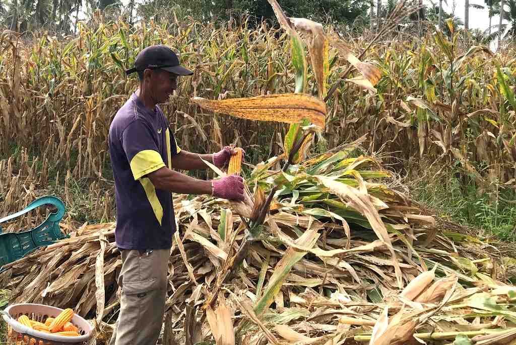MENGUPAS KULIT JAGUNG