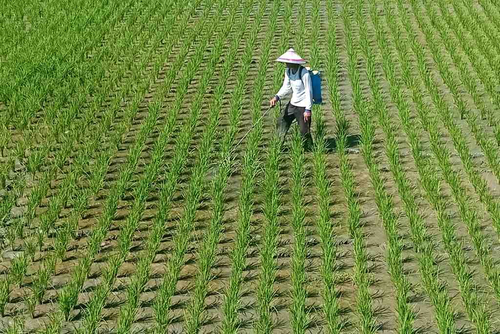MENYEMPROT PADI