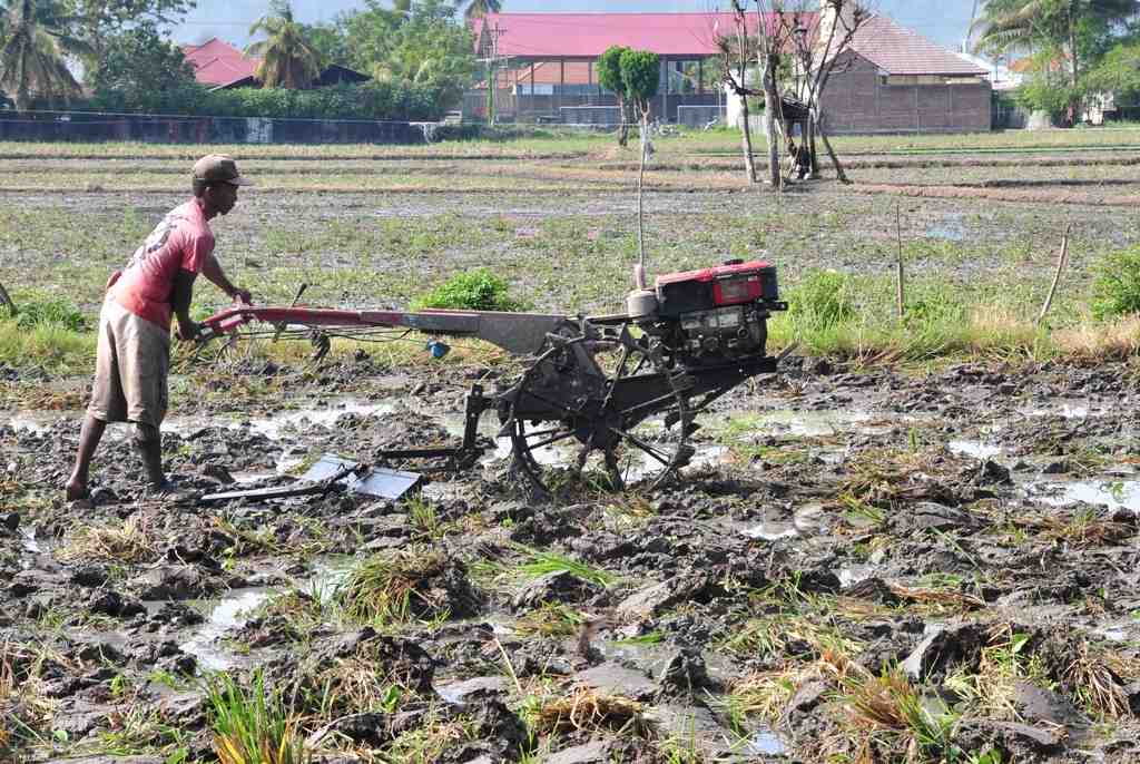 MERATAKAN LAHAN SAWAH
