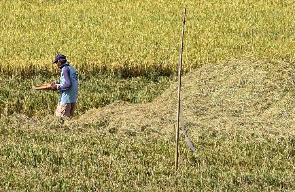 MODANDA SISA PANEN PADI