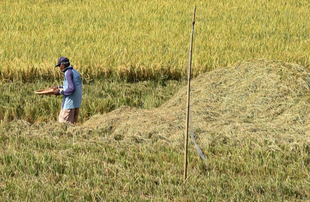 MODANDA SISA PANEN PADI