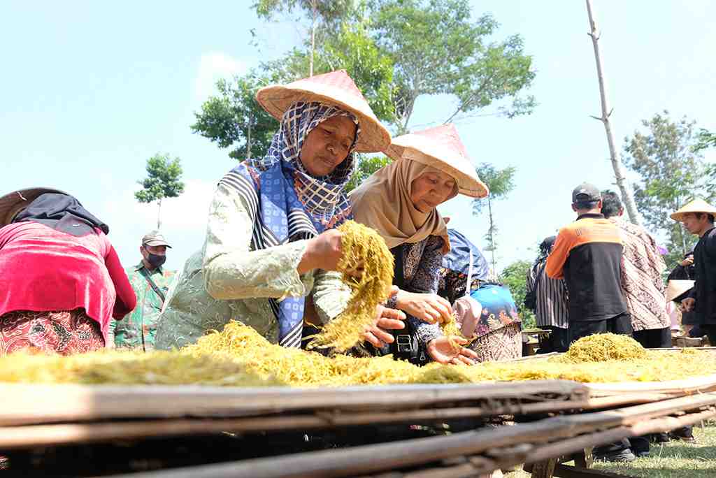 NGANJANG TEMBAKAU di LERENG GUNUNG PRAU