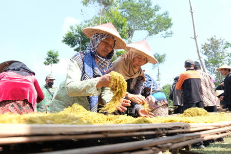 NGANJANG TEMBAKAU di LERENG GUNUNG PRAU