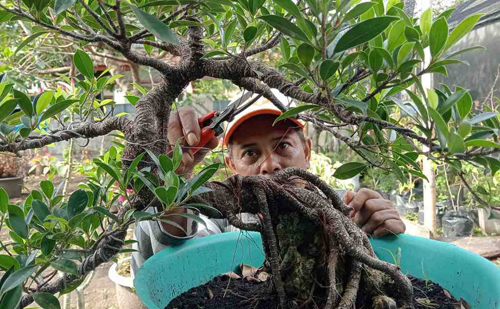 RAWAT TANAMAN BONSAI