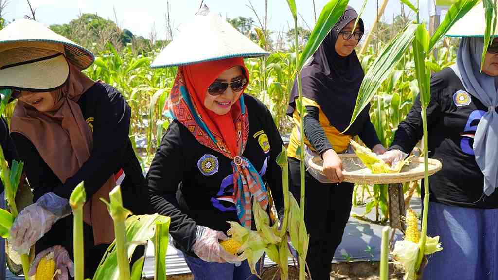 PANEN JAGUNG