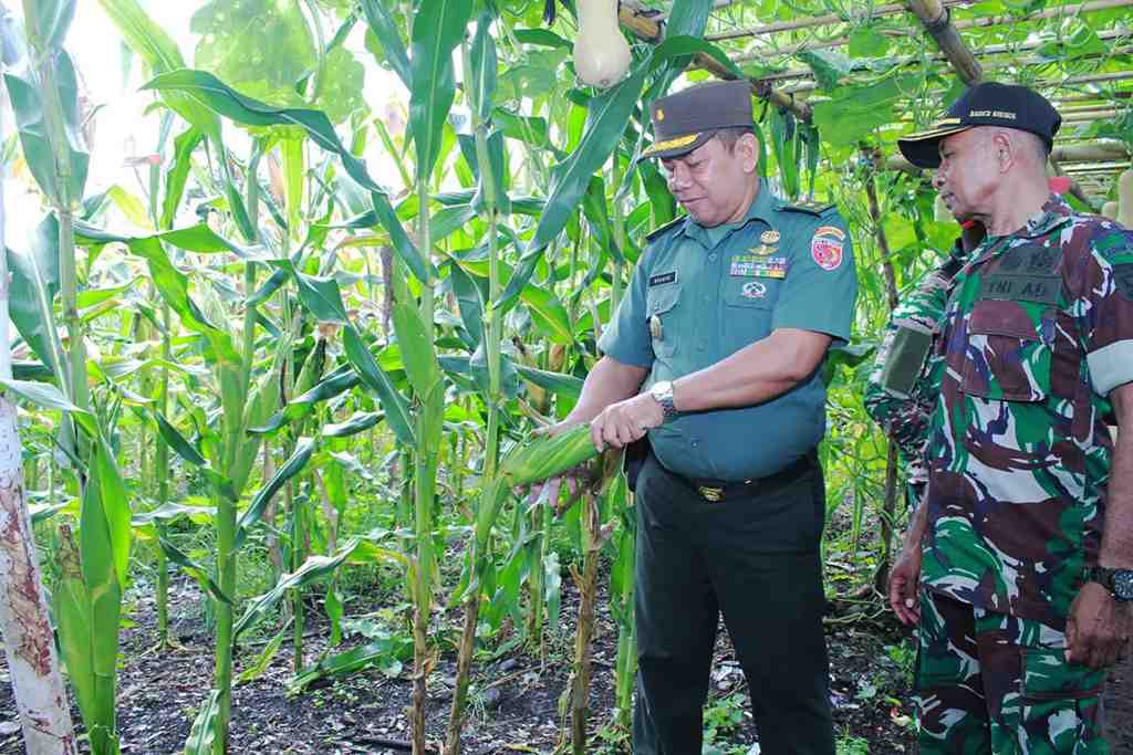 PANEN JAGUNG