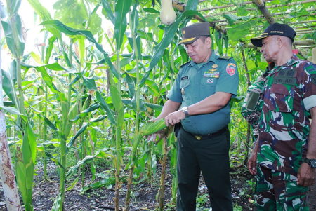 PANEN JAGUNG
