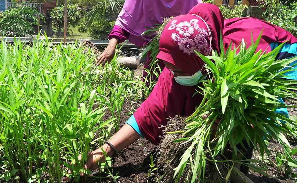 PANEN KANGKUNG DARAT