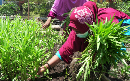 PANEN KANGKUNG DARAT