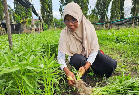 PANEN KANGKUNG