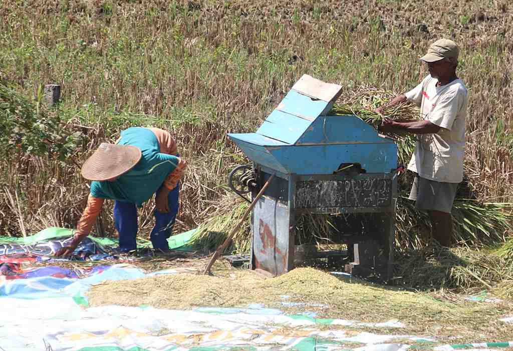 PANEN PADI MUSIM TANAM II