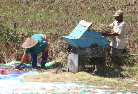 PANEN PADI MUSIM TANAM II