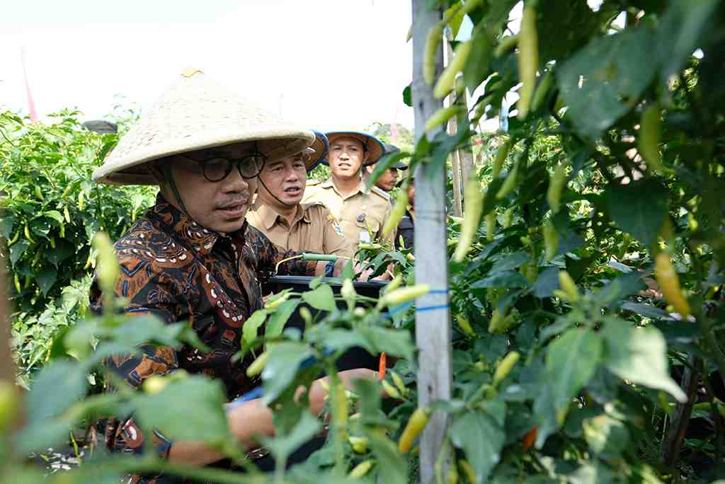 PANEN RAYA CABAI MUNGGANGSARI