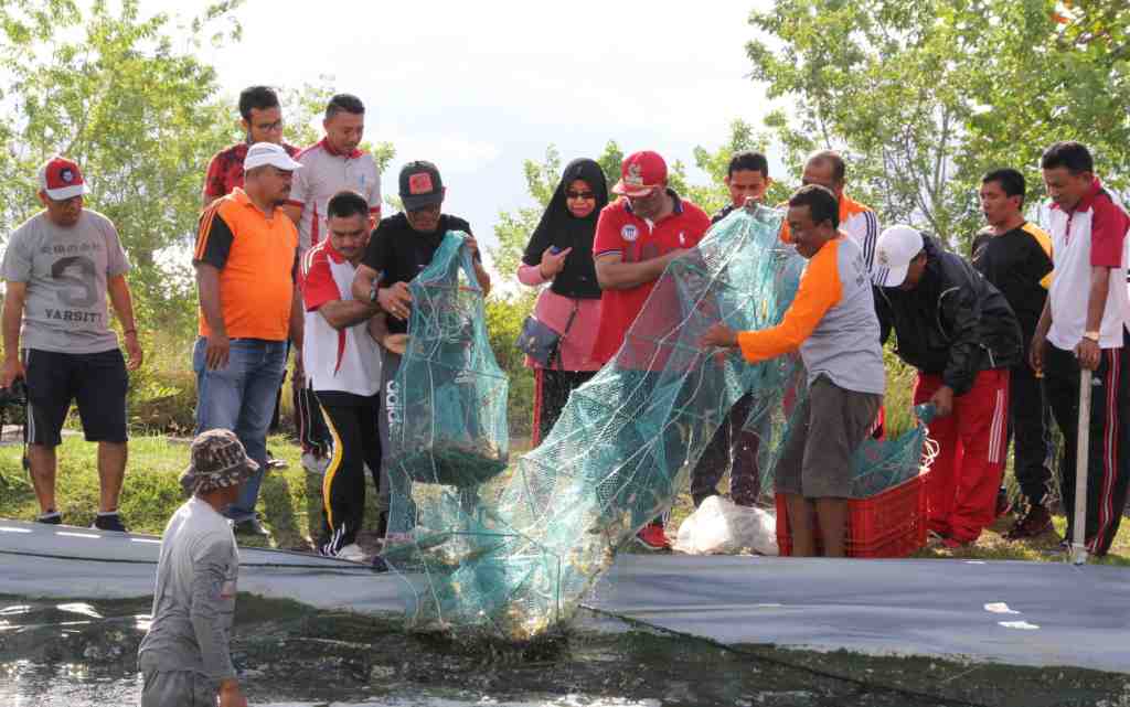 PANEN UDANG GALA