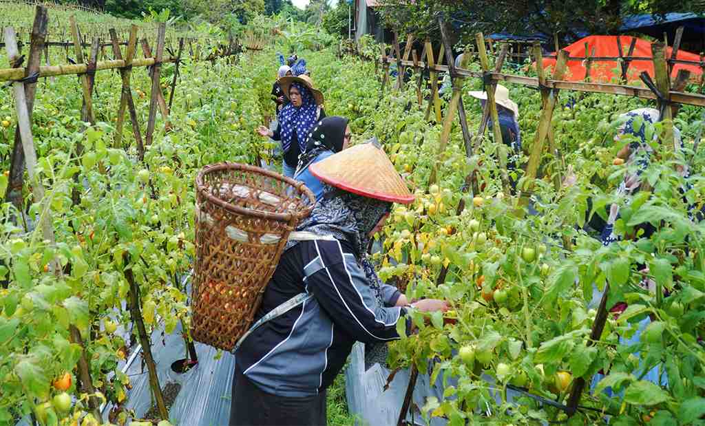 PANEN BUAH TOMAT ORGANIK